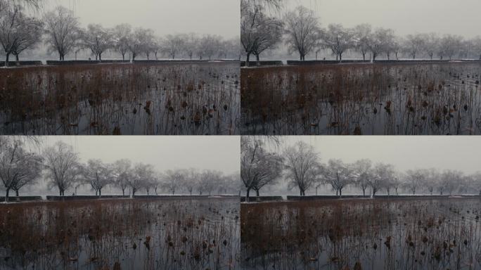 大雪中的湖中残荷与树木12