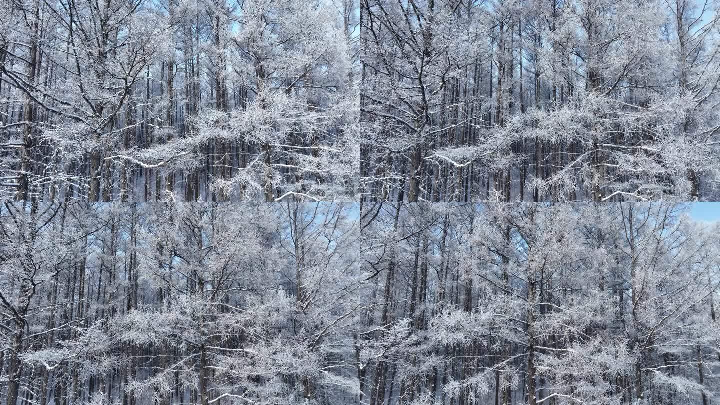 寒冬落叶松林森林松树林松枝挂雪