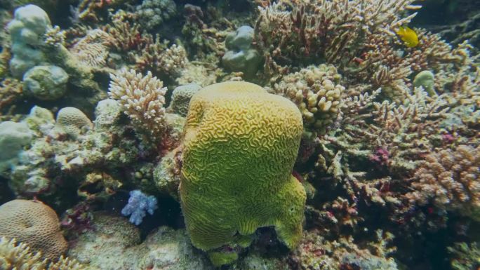 脑珊瑚(Platygyra daedalea)珊瑚白化，皮皮岛，安达曼海，甲米，泰国