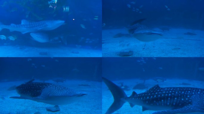 鲸鲨鲨鱼水族馆海底海底世界动物萌宠