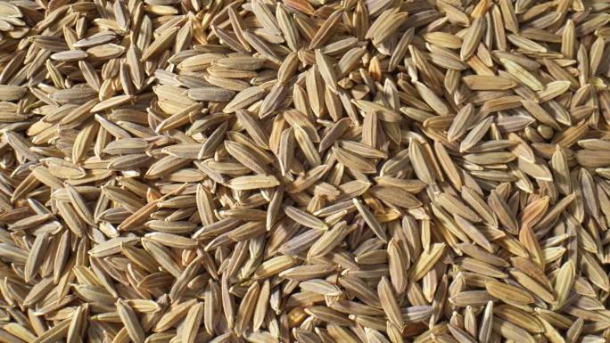 泰国的稻谷种子生产出一种独特而芳香的全谷物大米。