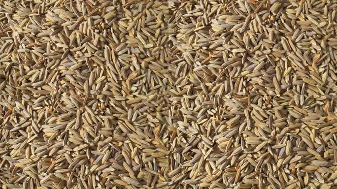 泰国的稻谷种子生产出一种独特而芳香的全谷物大米。