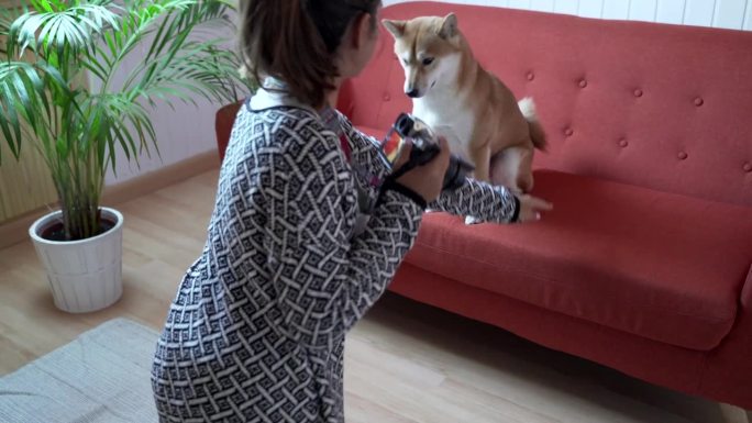 一名女子给站在沙发上的狗拍照