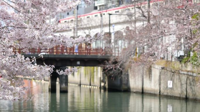 春江山水。一段樱花在风中摇曳的视频，人们走过一座红桥，还有一列火车。