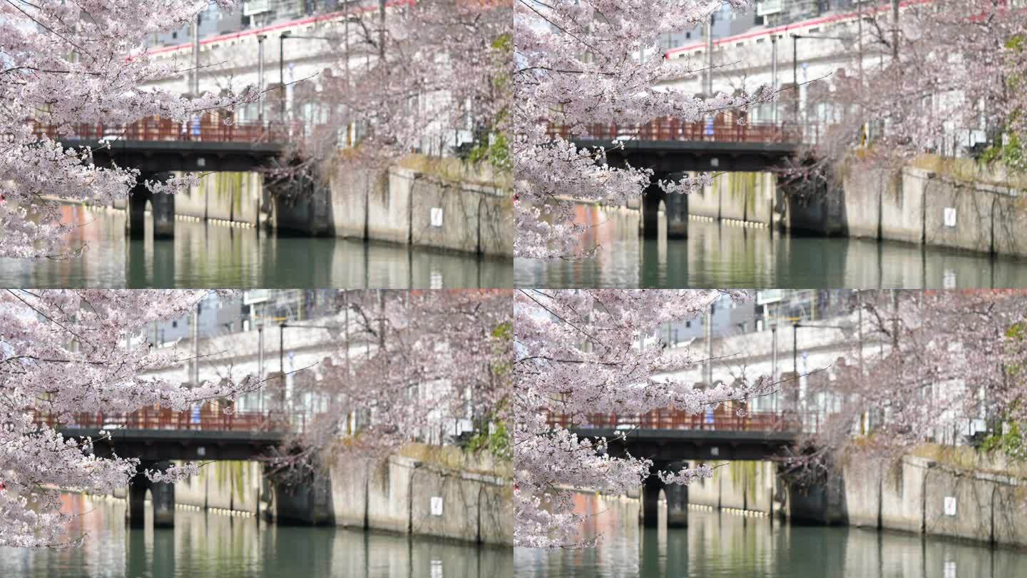 春江山水。一段樱花在风中摇曳的视频，人们走过一座红桥，还有一列火车。