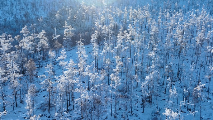 航拍森林雾凇雪林雪地