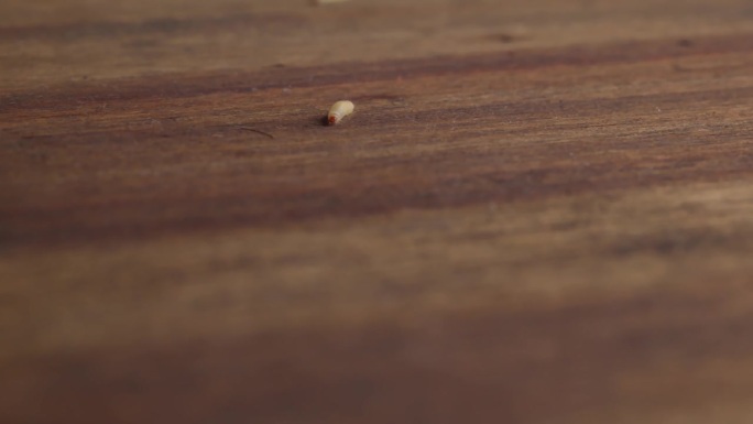 一只蛾子幼虫在木头表面移动-静态镜头