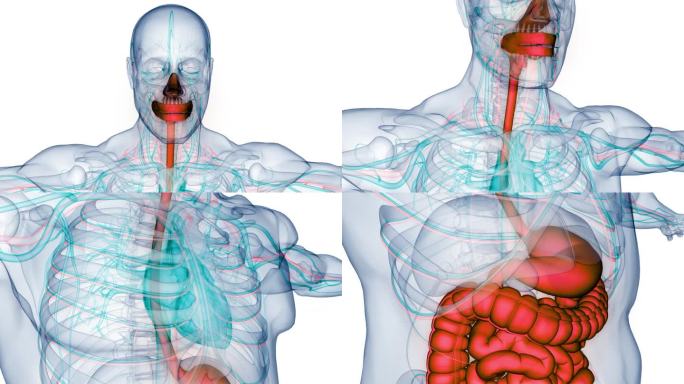 人体消化系统解剖动画概念
