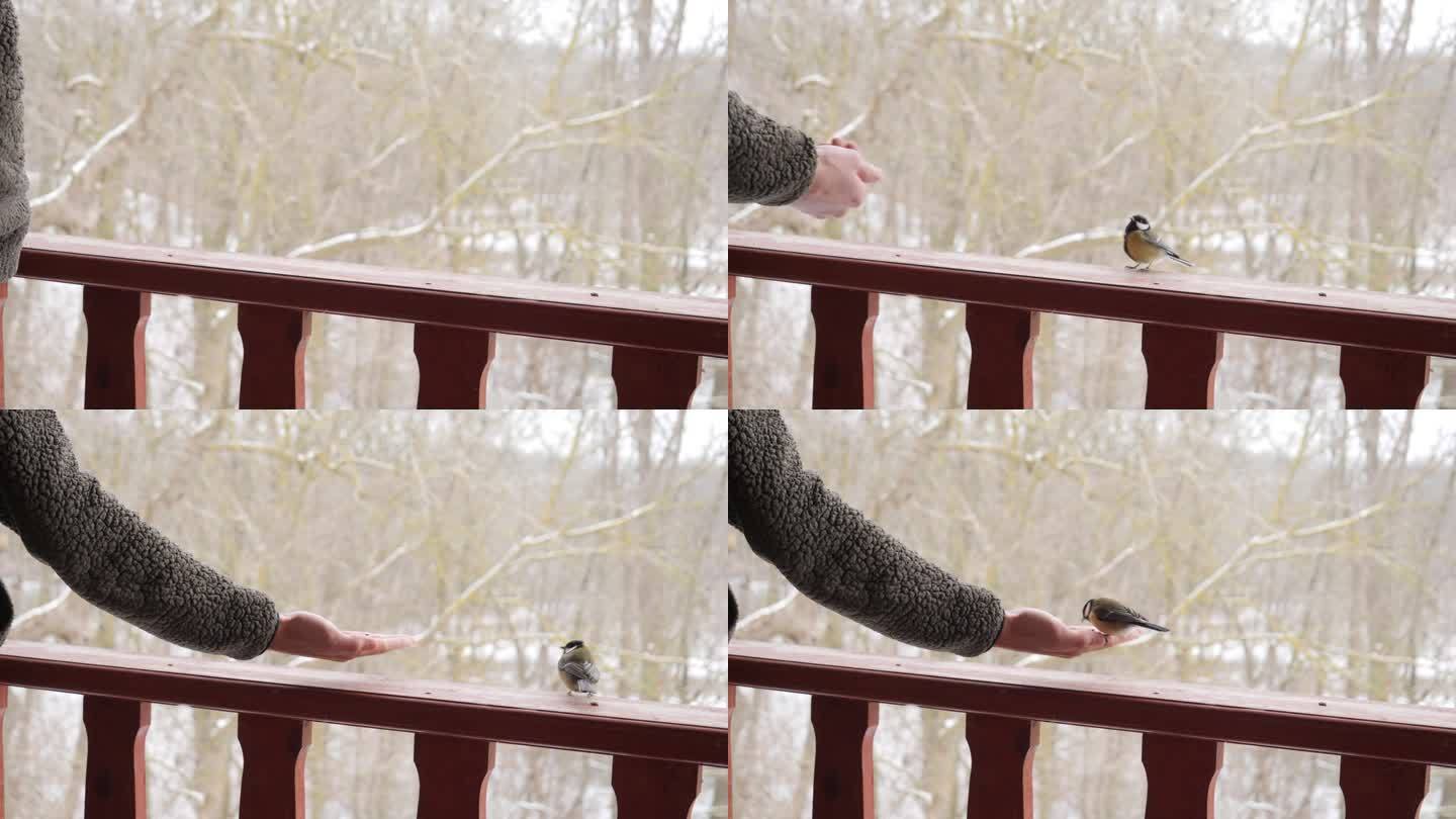 友好的大山雀从手中抢食物。