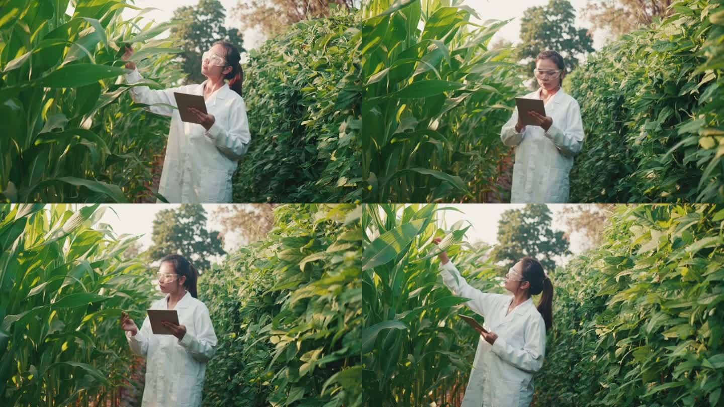 女研究员在分析种植园里的玉米叶片。