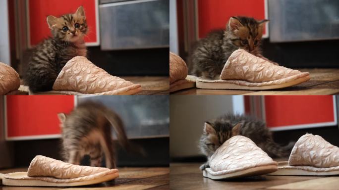 可爱的小猫咪玩拖鞋，捉迷藏，咬人，打架。有趣的宠物。恶作剧