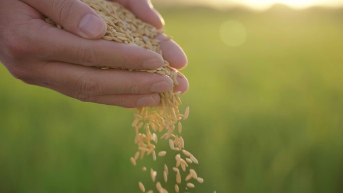 水稻大米米饭农业粮食乡村稻田