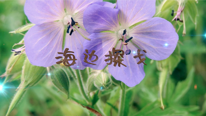 海边探戈伴奏音乐视频背景