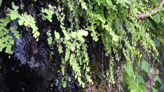 水从蕨类植物的叶子里溢出来。