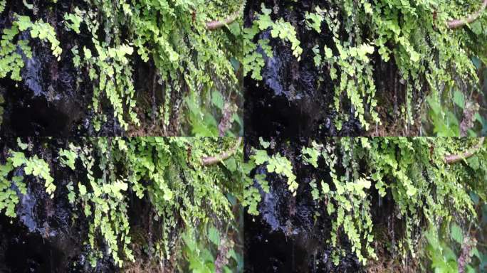 水从蕨类植物的叶子里溢出来。