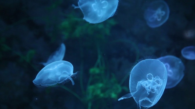 海洋水族馆生物水母海蜇海底世界海洋生物