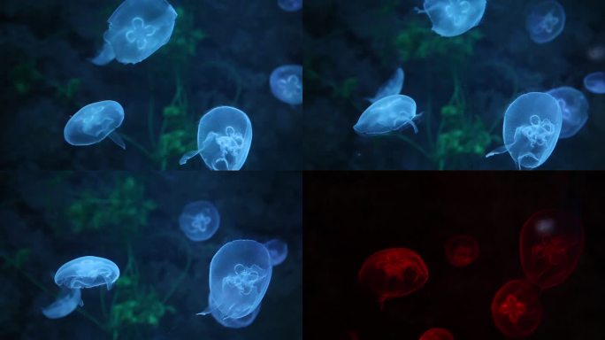 海洋水族馆生物水母海蜇海底世界海洋生物