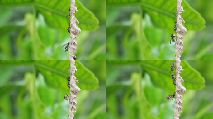 亚洲大黄蜂或纸黄蜂的特写栖息和活跃在它的巢挂在树上的后院