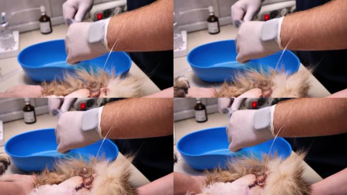 猫尿道造口手术后冲洗尿道。兽医用导尿管冲洗尿道。尿道造口手术可以拯救一只患有尿石症的猫。