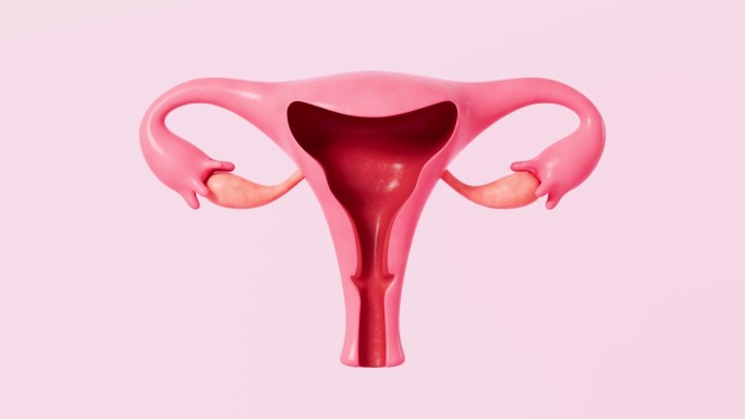 人体子宫模型，3d渲染。