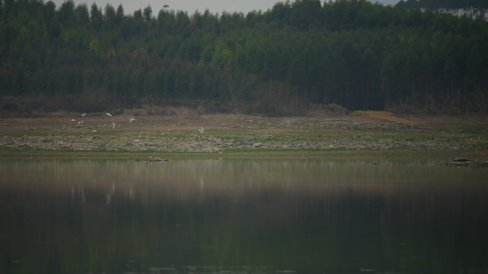 自然 风景 鸟类 白鹭   飞翔