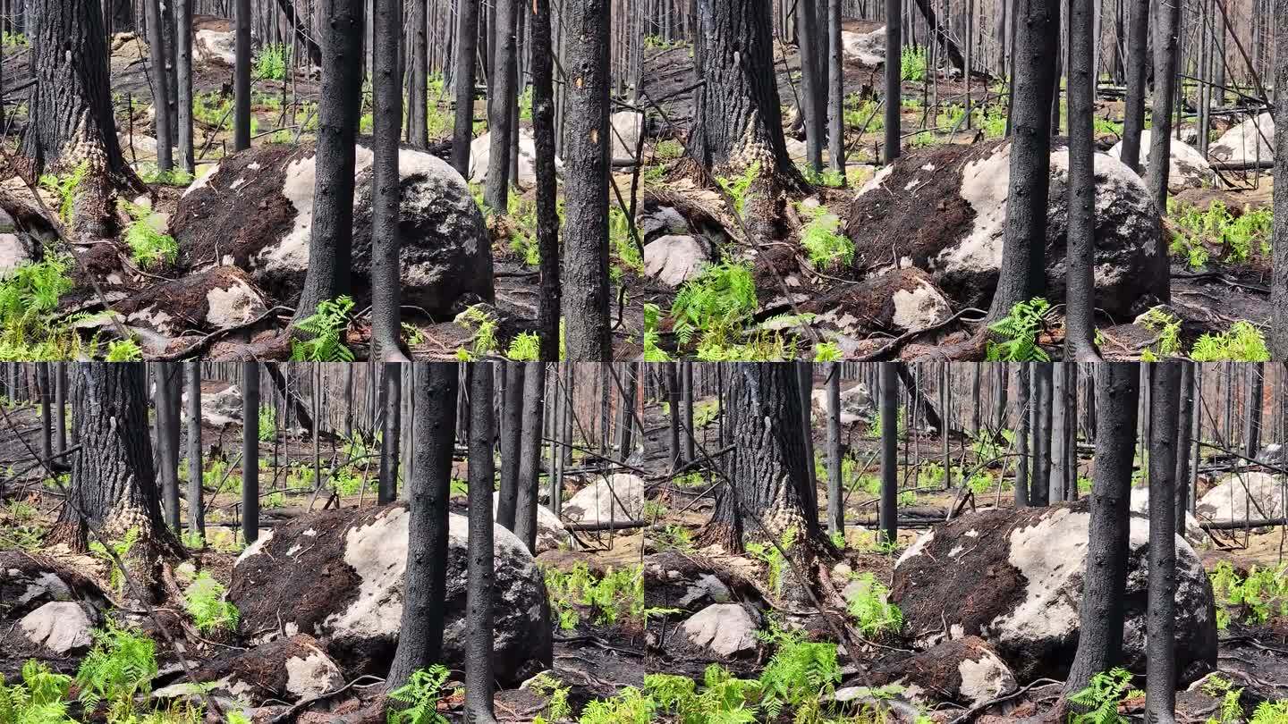 加拿大森林在一场野火将一切夷为平地后，蕨类植物又恢复了生机
