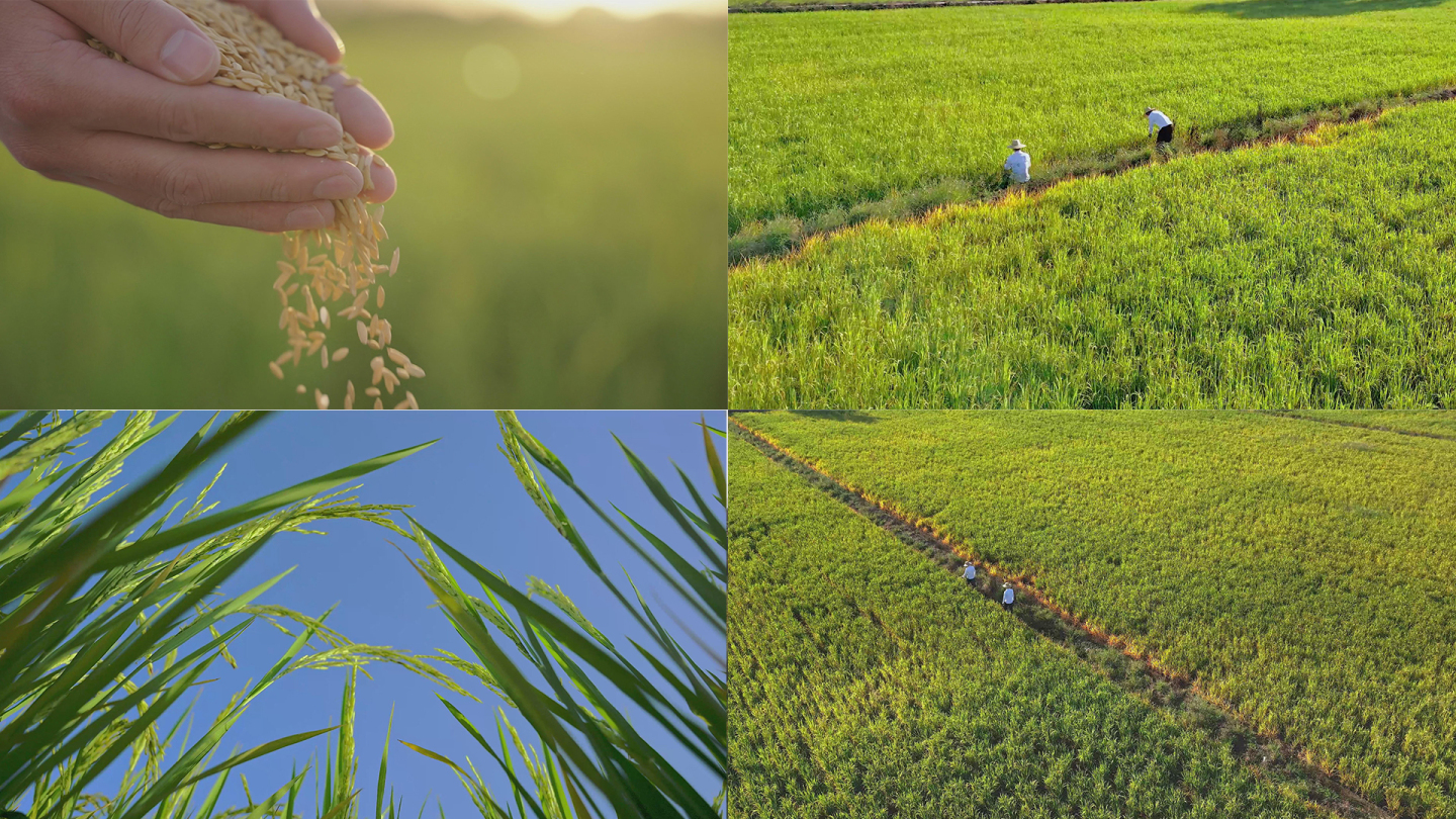 水稻稻谷大米米饭农业粮食丰收乡村稻田