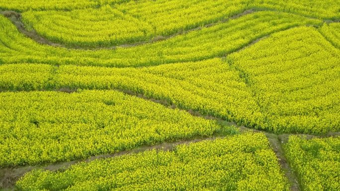 油菜花开高清航拍