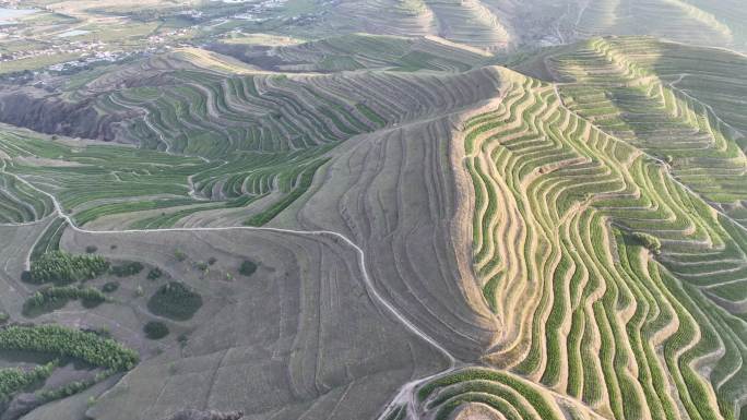 贫瘠梯田 旱地梯田