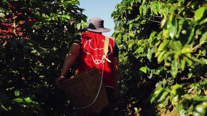 航拍咖啡种植园 采摘咖啡豆咖啡果4K商用
