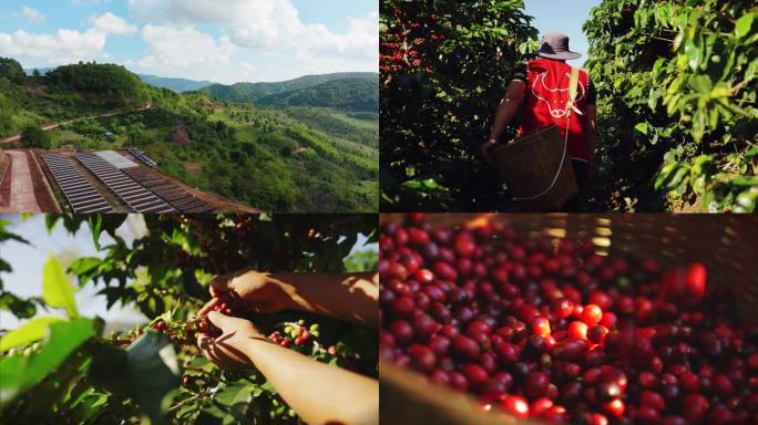 航拍咖啡种植园 采摘咖啡豆咖啡果4K商用