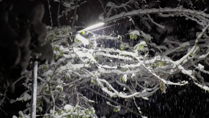 街道雪景小区下雪积雪夜景路灯下唯美飘雪