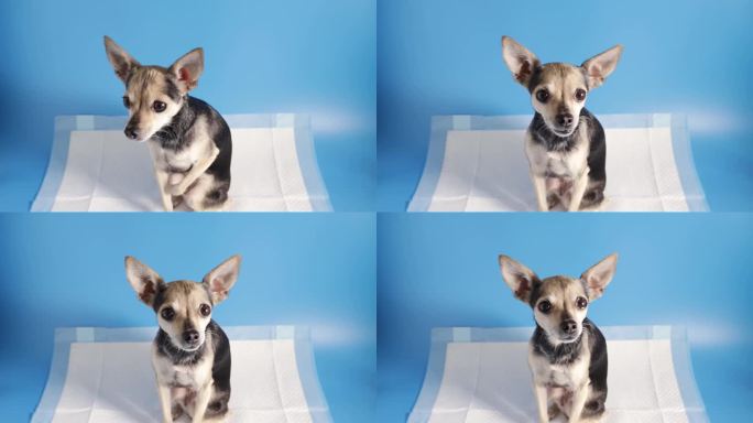 小狗与狗吸收尿布垫，狗马桶在蓝色背景