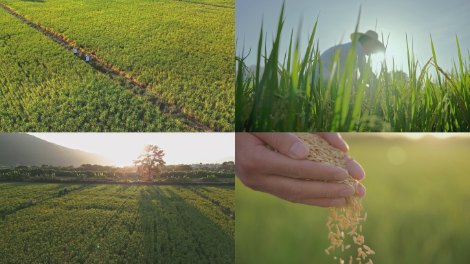 大米米饭农业粮食丰收乡村稻田