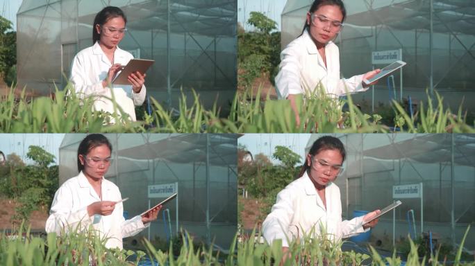 研究人员在种植园里分析小玉米。