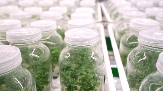 实验室种苗栽培继代培养 生根培养