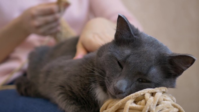 温馨的场景，猫躺在主人的腿上，主人平静地编织。猫的存在增加了温暖，说明了对宠物的爱。织毛衣的主人和猫