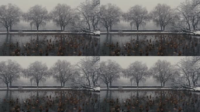 大雪中的湖中残荷与树木05
