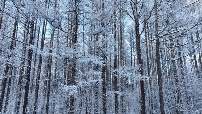 大兴安岭冬季自然风光松林雪景航拍