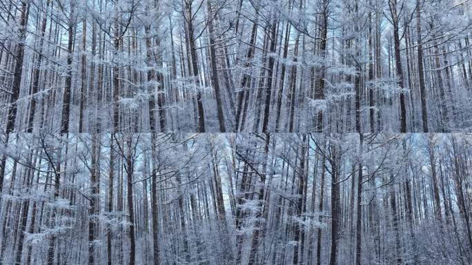 大兴安岭冬季自然风光松林雪景航拍