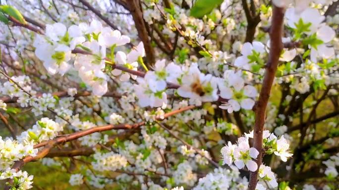 蜜蜂采蜜梨花