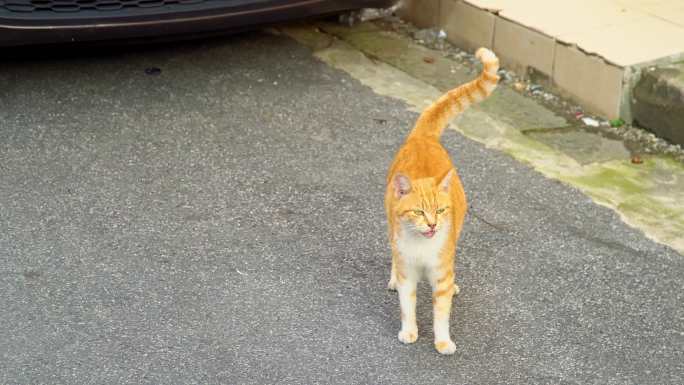 猫咪 橘猫 人间烟火气 生活 老街道