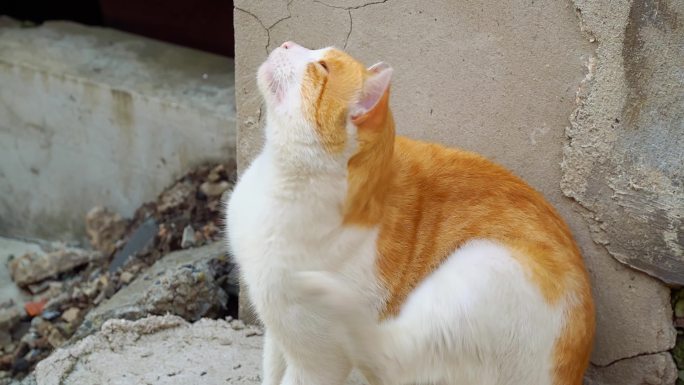 猫咪 橘猫 人间烟火气 生活 老街道