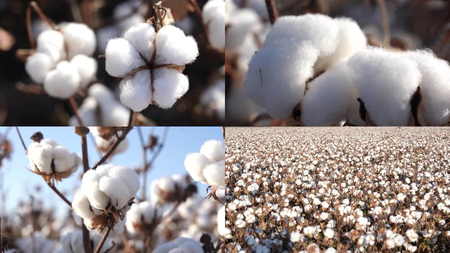 【4K]】成熟期的棉花 新疆棉花