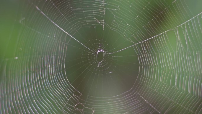 果园圆织网蜘蛛(Leucauge sp)的特写，背景是绿色模糊的。