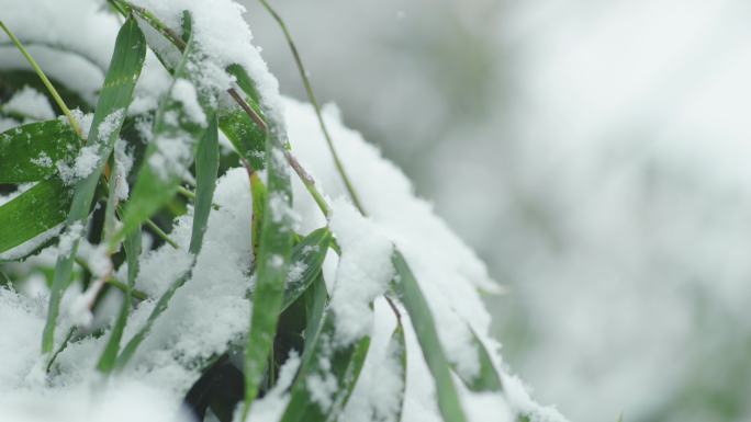 唯美雪景下雪冬天雪花飞舞乡村雪景4K实拍