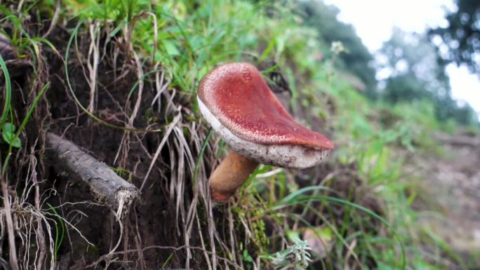 一种从树底长出来的大蘑菇。印度北喜马拉雅地区。