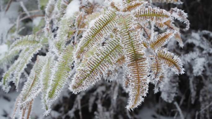 雾凇雪景静物空镜素材