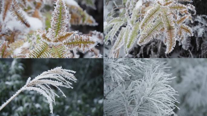 雾凇雪景静物空镜素材