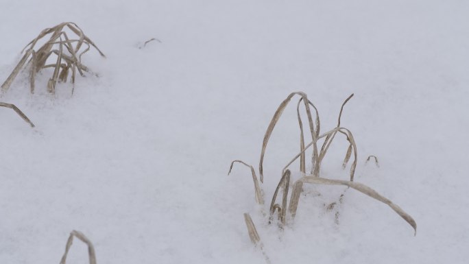 雪地枯草